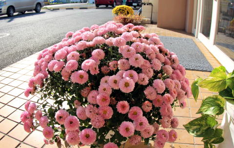 菊の花　彩の丘クリニック　駐車場